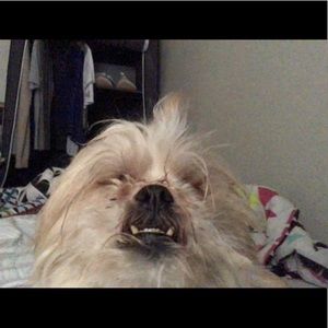 Meet your Posher, Molly